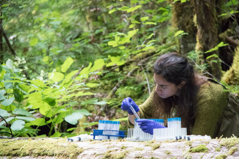 Scientist in lower McRae Creek at the HJA