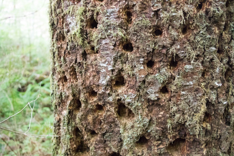woodpecker holes on a tree bole