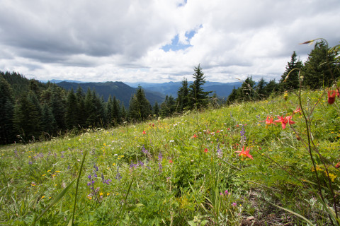 Andrews Forest field work, July 2016