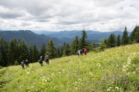 Andrews Forest field work, July 2016