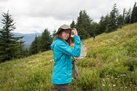 Andrews Forest field work, July 2016