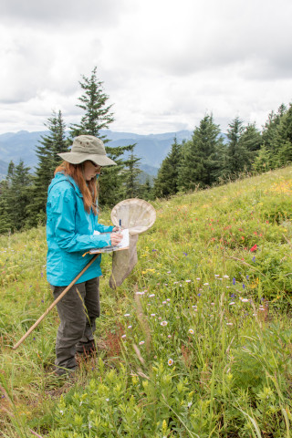 Andrews Forest field work, July 2016