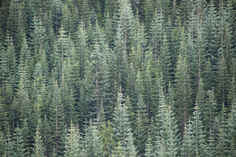 Andrews Forest field work, July 2016