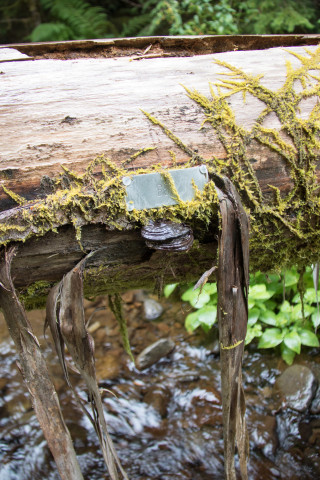 tagged log in the Wood in Streams study