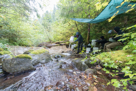 Mack Creek stream vertebrates study crew