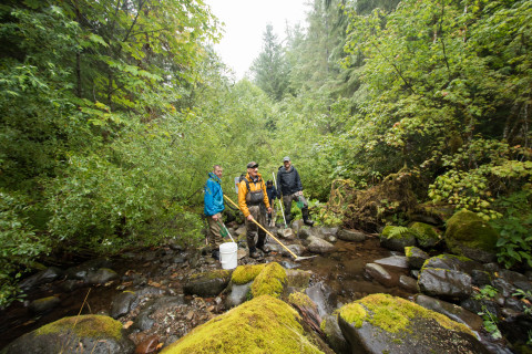 Mack Creek stream vertebrates study crew