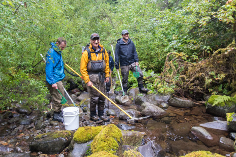 Mack Creek stream vertebrates study crew