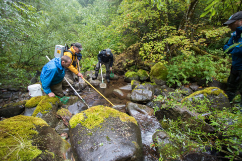 Mack Creek stream vertebrates study crew