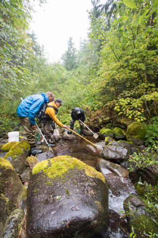 Mack Creek stream vertebrates study crew