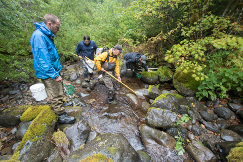 Mack Creek stream vertebrates study crew