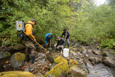 Mack Creek stream vertebrates study crew