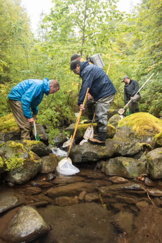 Mack Creek stream vertebrates study crew