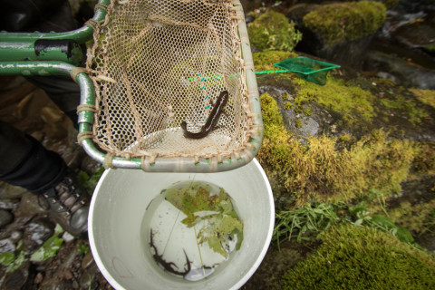 pacific giant salamander