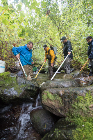 Mack Creek stream vertebrates study crew