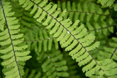 maidenhair fern "Adiantum pedatum"