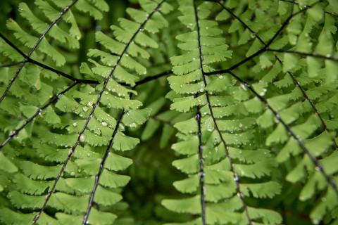 maidenhair fern "Adiantum pedatum"