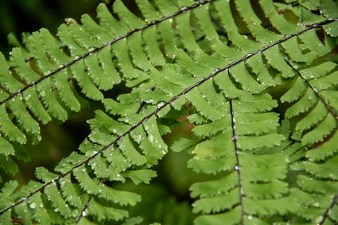 maidenhair fern "Adiantum pedatum"