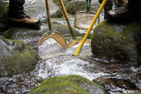 nets to catch fish and salamanders