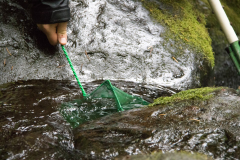 nets to catch fish and salamanders