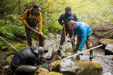 Mack Creek stream vertebrates study crew