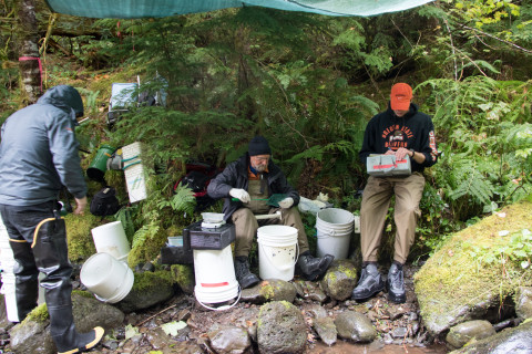 Mack Creek stream vertebrates study crew