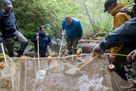 Mack Creek stream vertebrates study crew