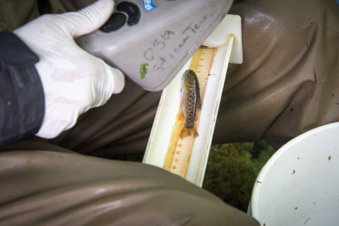 scanning a fish for a PIT tag