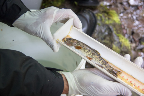 measuring the length of a cutthroat trout (and later releasing the fish)