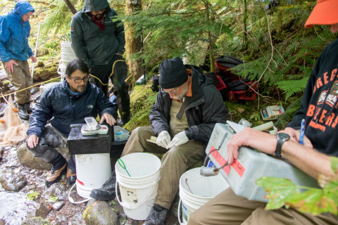 Mack Creek stream vertebrates study crew