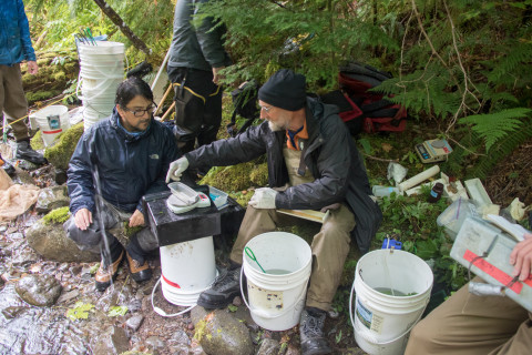 Mack Creek stream vertebrates study crew