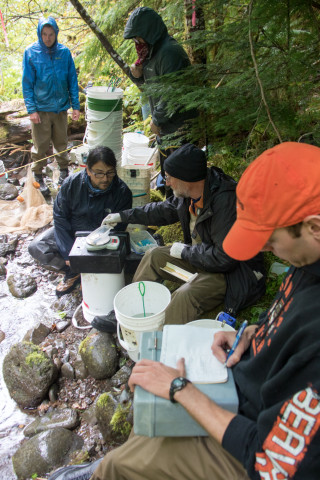 Mack Creek stream vertebrates study crew