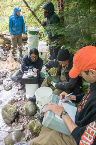 Mack Creek stream vertebrates study crew