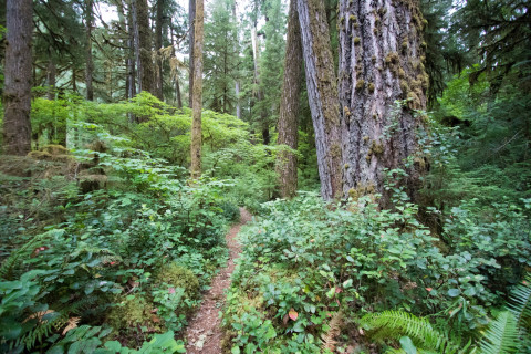 path through old growth forest
