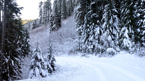 Upper Lookout Creek