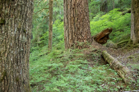 Pacific Northwest Permanent Sample Plot Program, Field work 2018