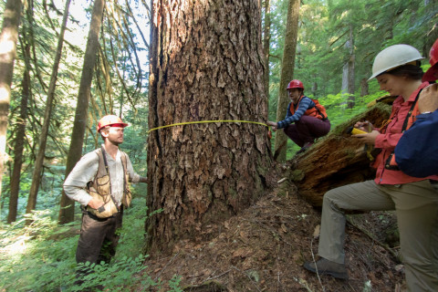 Pacific Northwest Permanent Sample Plot Program, Field work 2018