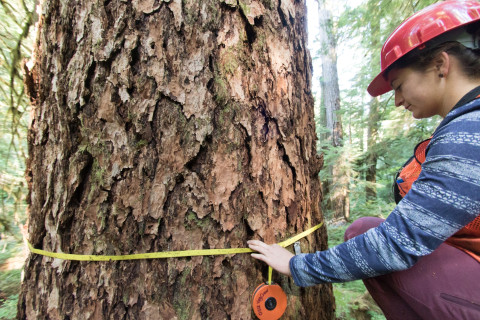 Pacific Northwest Permanent Sample Plot Program, Field work 2018