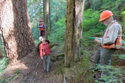Pacific Northwest Permanent Sample Plot Program, Field work 2018
