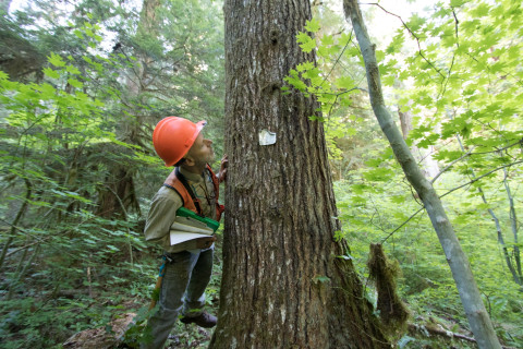 Pacific Northwest Permanent Sample Plot Program, Field work 2018