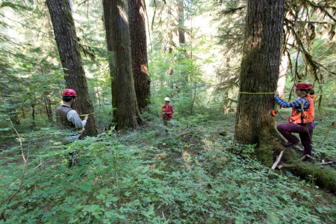 Pacific Northwest Permanent Sample Plot Program, Field work 2018