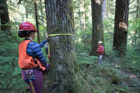 Pacific Northwest Permanent Sample Plot Program, Field work 2018