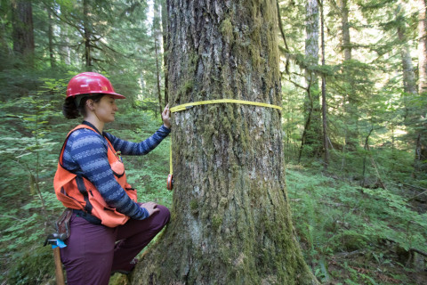 Pacific Northwest Permanent Sample Plot Program, Field work 2018
