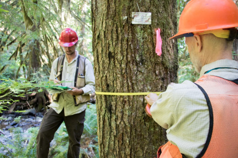Pacific Northwest Permanent Sample Plot Program, Field work 2018