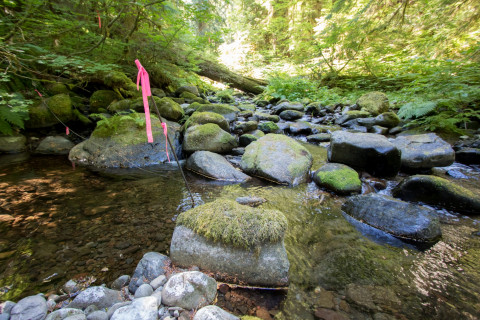 Pacific Northwest Permanent Sample Plot Program, Field work 2018