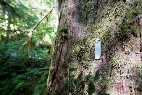 Pacific Northwest Permanent Sample Plot Program, Field work 2018