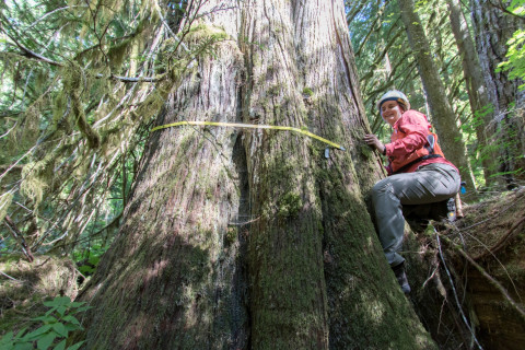 Pacific Northwest Permanent Sample Plot Program, Field work 2018