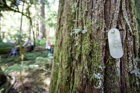 Pacific Northwest Permanent Sample Plot Program, Field work 2018