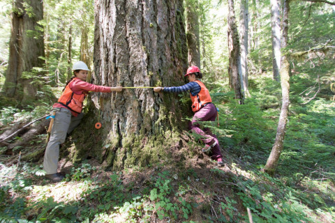 Pacific Northwest Permanent Sample Plot Program, Field work 2018
