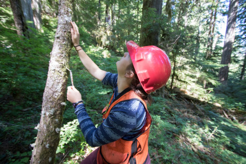 Pacific Northwest Permanent Sample Plot Program, Field work 2018