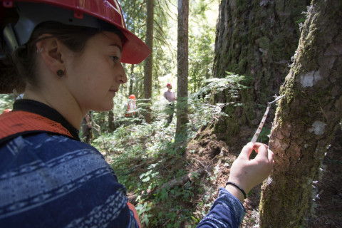 Pacific Northwest Permanent Sample Plot Program, Field work 2018